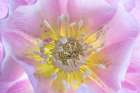 Washington State-Seabeck Hellebore blossom close-up Art Print